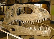 Giganotosaurus skull, Argentine Museum of Natural Sciences.