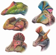 Ornithopod heads.