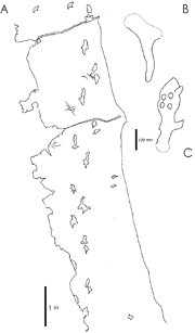 The probable azhdarchid trace fossil Haenamichnus uhangriensis.