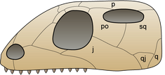 Skull euryapsida 1