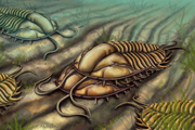 Art reconstruction of Olenoides serratus mating