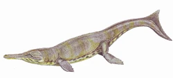 Metriorhynchus supercil1DB