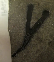 A carbonised  of an early land plant