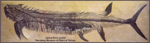 The famous "fish-within-a-fish"  Xiphactinus audax specimen (FHSM VP-333) at the Sternberg Museum of Natural History. The stomach contents (a large ) is curated as FHSM VP-334. The Xiphactinus is just over 13 feet long. Scientists believe the struggling prey ruptured an organ of its captor as it was swallowed, killing the larger fish.