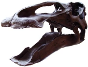 Skull of Edmontosaurus, showing duck-bill and dentition – 