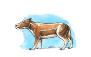 Illustration of Merycoidodon gracilis