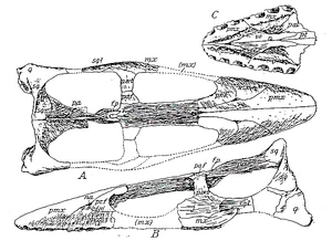 Skull of Brancasaurus in dorsal and lateral view, and showing the tip of the snout (C) in ventral view.