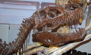 Afrovenator skull aus