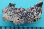 Ganlea Megacanina teeth