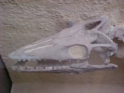 Platecarpus skull, Peabody Museum, Yaleo University,