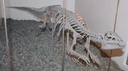 Hypsilophodon Melb Museum email