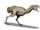 Paraphysornis