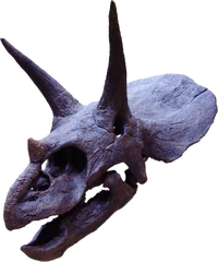 Triceratops2