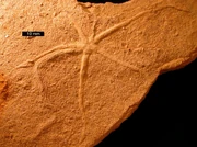 Asteriacites lumbricalis, a  of an  echinoderm; Carmel Formation, near Gunlock, ; scale bar is 10 mm.