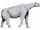 Perissodactyla