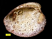  borings and encrusters on a modern bivalve shell, North Carolina.