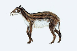 Hyracotherium 
