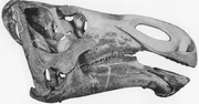 Barnum Brown's initial flatheaded reconstruction of the skull of Kritosaurus.