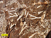 OilShaleFossilsEstonia