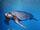 Psephophorus