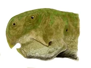 Psittacosaurus ordosensis BW