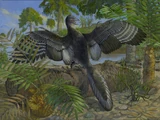 Archaeopteryx