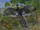 Archaeopteryx