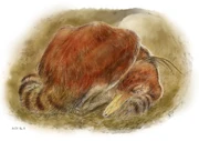 Life reconstruction of Jaculinykus yaruui sleeping