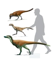 Reconstruction of 3 alvarezsaurids sizes
