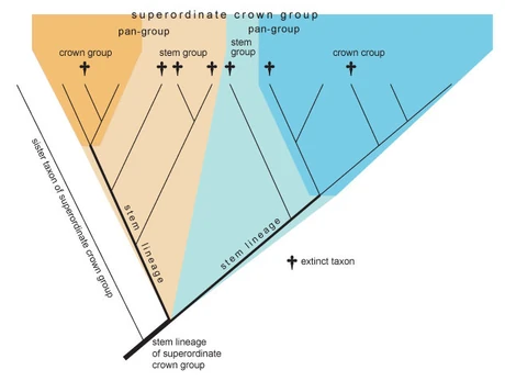 Stem and crown group terminology