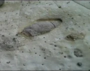 Dinosaur burrow 2009