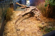 Mounted Sarcosuchus skeleton replica at the Children's Museum of Indianapolis showing osteoderms