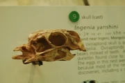 Fossil skull of .