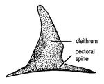 The  and pectoral spine of Psarolepis.