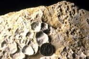 CarmelHdgd.jpg (231 KB) Gastrochaenolites borings in a Middle Jurassic hardground, southern Utah; see Wilson and Palmer (1994).