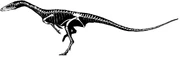 Coelophysis skeletal diagram
