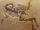 Compsognathus longipes cast2.jpg