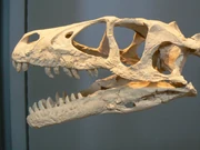Dromaeosaurus skull.