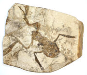 Fossilised frog