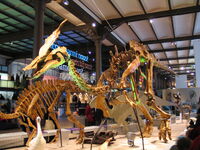 Olorotitan 28-12-2007 14-52-33