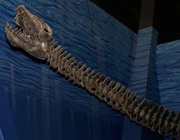 Elasmosaurus skull and neck, North American Museum of Ancient Life.