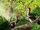 Limusaurus