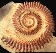  tooth-whorl.