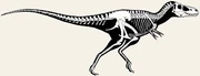 Skeletal drawing of Nanotyrannus.