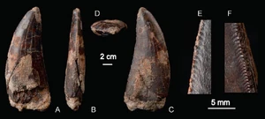 CPT-1980 unidentified allosaurid