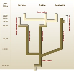 Homo erectus and its progeny