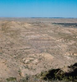 Help On ID for Misc. Lance Formation Fossils - Fossil ID - The Fossil Forum