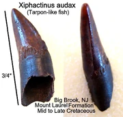 Xiphactinus audax tooth from the .