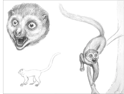 Darwiniusfig-s62cropped