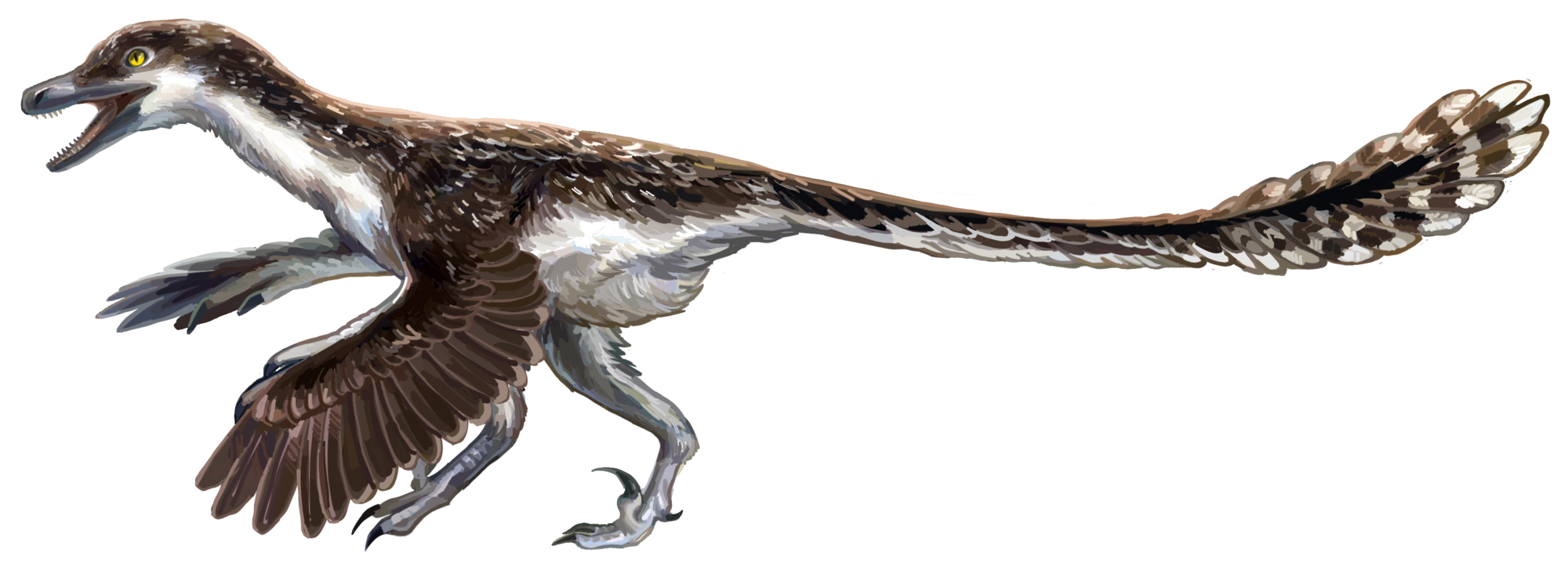 Velociraptor | Wiki Dinosaurios y Prehistoria | Fandom, image size:2000x718